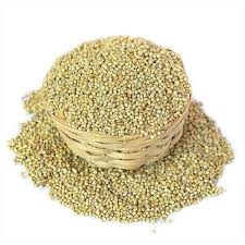BAJRA MILLET