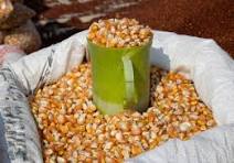 MAKKA POPCORN