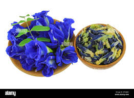 BLUEPEA FLOWERS (DRY)