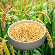 FOXTAIL MILLET