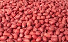GROUNDNUT BOLD