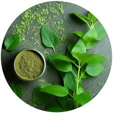 GYMNEMA POWDER