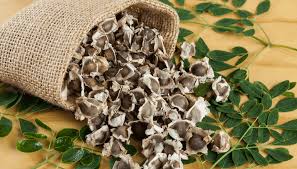 MORINGA SEEDS